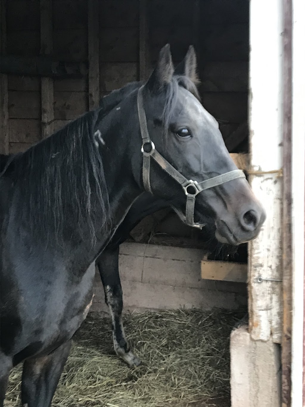 UpBack Farms | 2779 PE-19, Rocky Point, PE C0A 1H2, Canada | Phone: (613) 697-8666