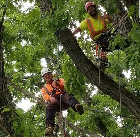 Terrific Tree Solutions | 255 High St, MacTier, ON P0C 1H0, Canada | Phone: (705) 346-4898
