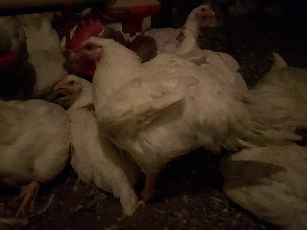 Ferme ForThé inc | 433 QC-108, Cookshire-Eaton, QC J0B 1M0, Canada | Phone: (819) 588-4740