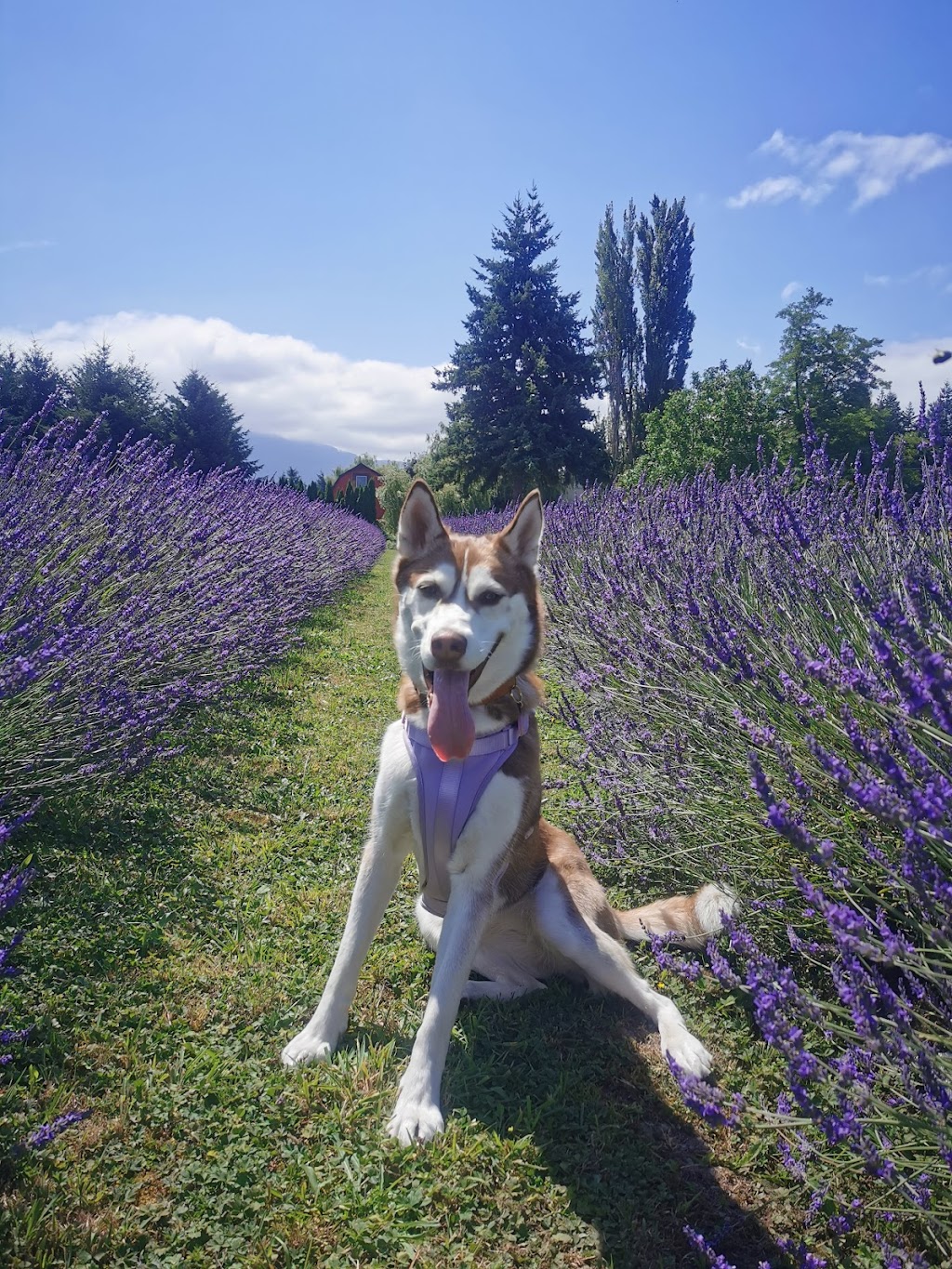 Greendale Lavender Company | 42050 S Sumas Rd, Chilliwack, BC V2R 4W3, Canada | Phone: (604) 615-2343