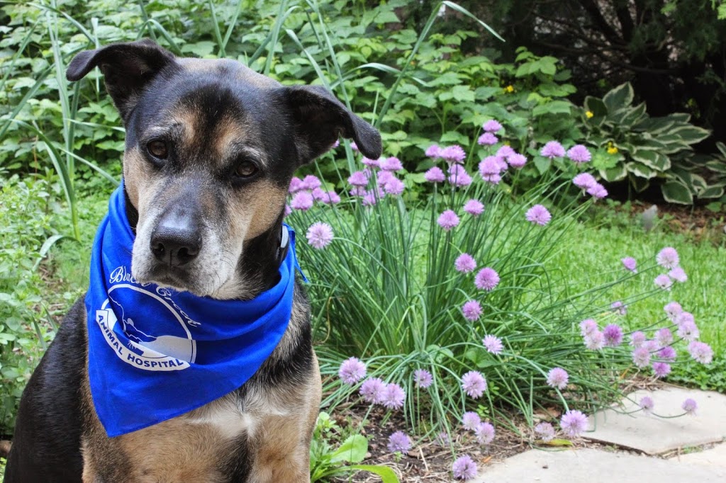 Black Creek Animal Hospital | 13383 Fourth Line, Acton, ON L7J 2M1, Canada | Phone: (519) 929-9308