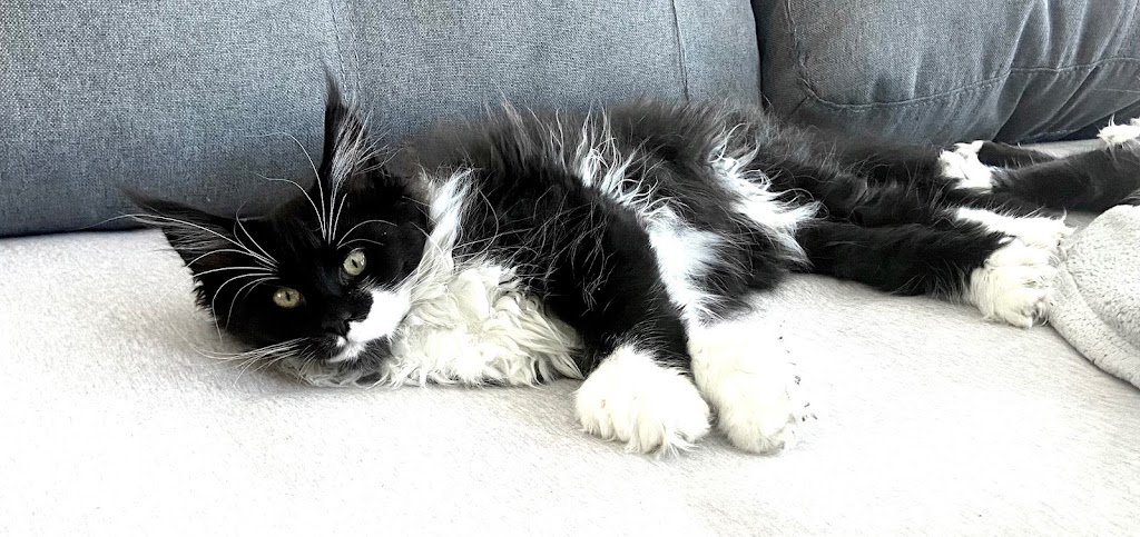 Chatterie Lovin’ coon cattery | Rue des Explorateurs, Vaudreuil-Soulanges, QC J7T 0A3, Canada | Phone: (514) 258-7068