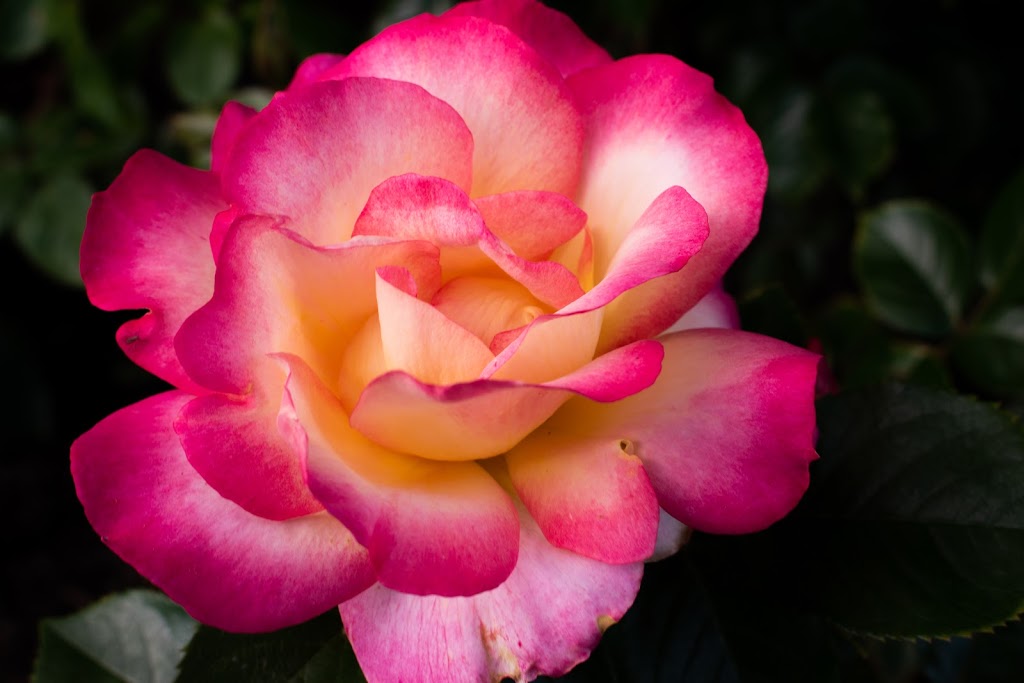 Penticton Rose Garden | 85 Riverside Dr, Naramata, BC V0H 1N0, Canada | Phone: (250) 490-2554