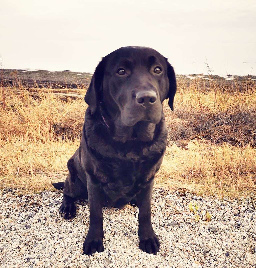 DELTA PET CARE | 5309 9 Ave, Delta, BC V4M 1V8, Canada | Phone: (604) 670-4171