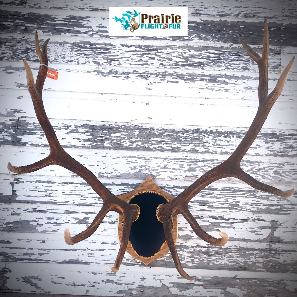 Prairie Flight and Fur Taxidermy | Box 94, Jansen, SK S0K 2B0, Canada | Phone: (306) 365-7721