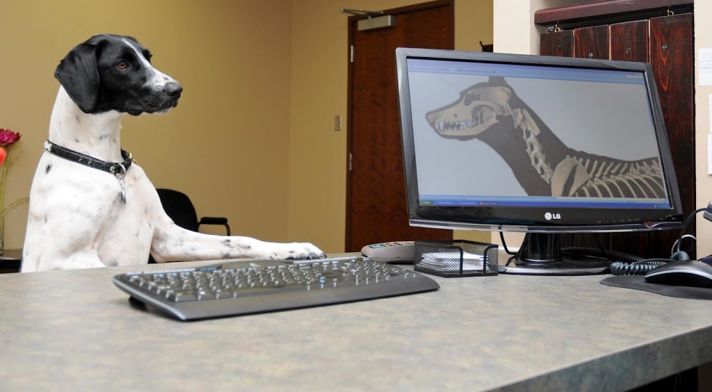 Strategic Strides Animal Chiropractic | 22 Cento Way, Stittsville, ON K2S 0M2, Canada | Phone: (613) 404-2123