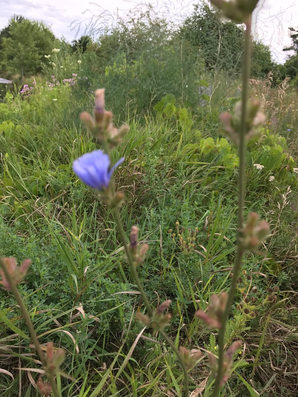Levis Valley Park | 1575 Westbridge Way, Mississauga, ON L5N 7S9, Canada