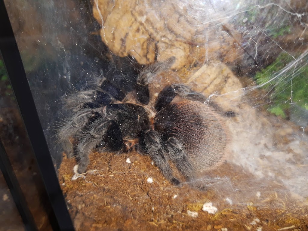 Tarantula Canada | 3101 Bd Dagenais O, Laval, QC H7P 1T8, Canada | Phone: (514) 484-4101