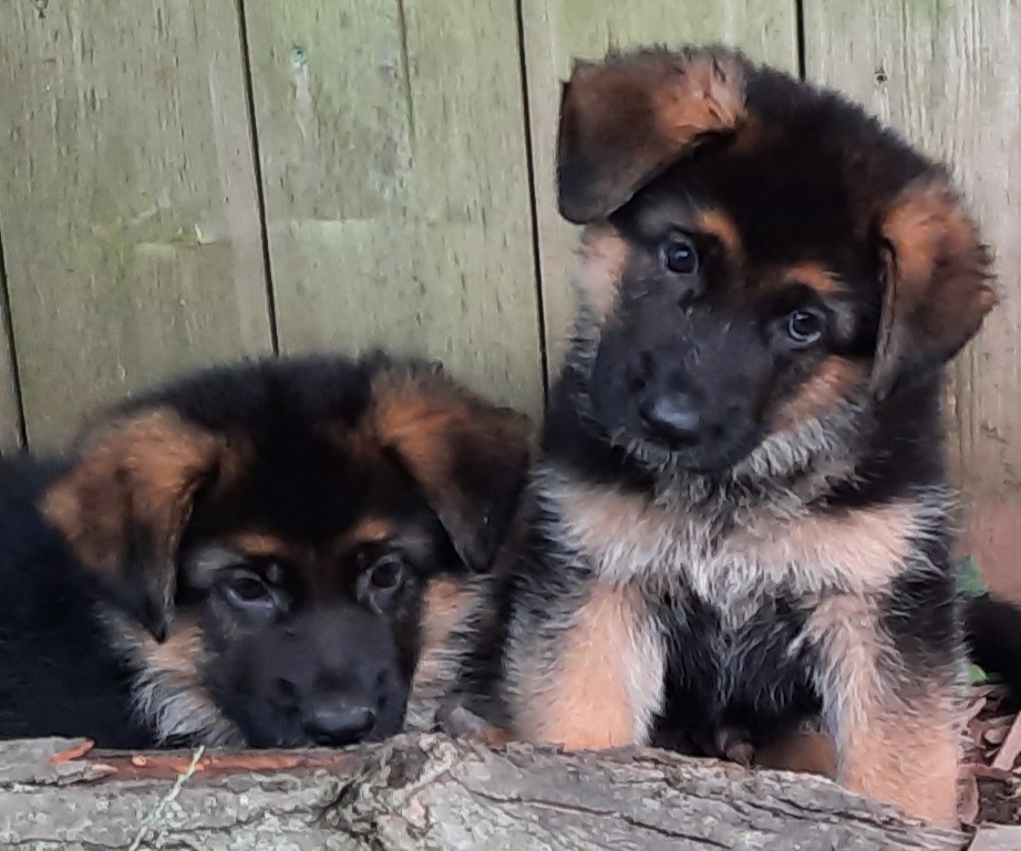 Dei Precision German Shepherds | 1233 Kilbride St, Burlington, ON L7P 0H2, Canada | Phone: (416) 887-7778