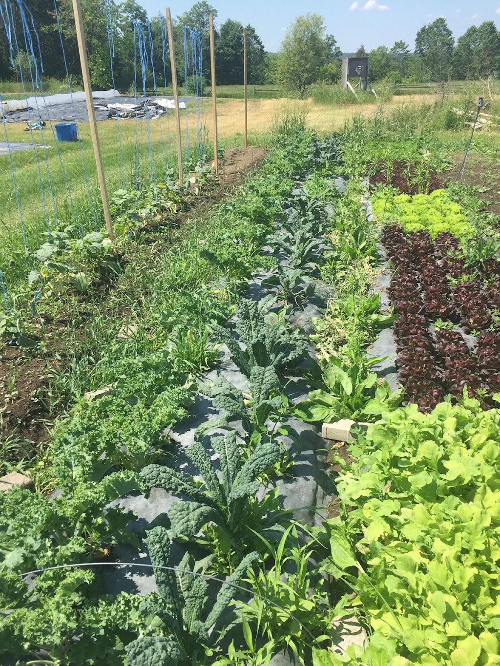 Basswood Garden | RR1, Kinburn, ON K0A 2H0, Canada | Phone: (613) 790-4584