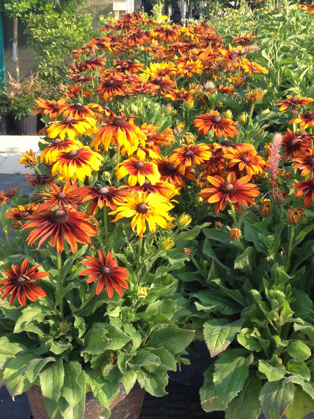 Springwater Garden Center | 13730 Simcoe County Road 27, Phelpston, ON L0L 2K0, Canada | Phone: (705) 322-2389
