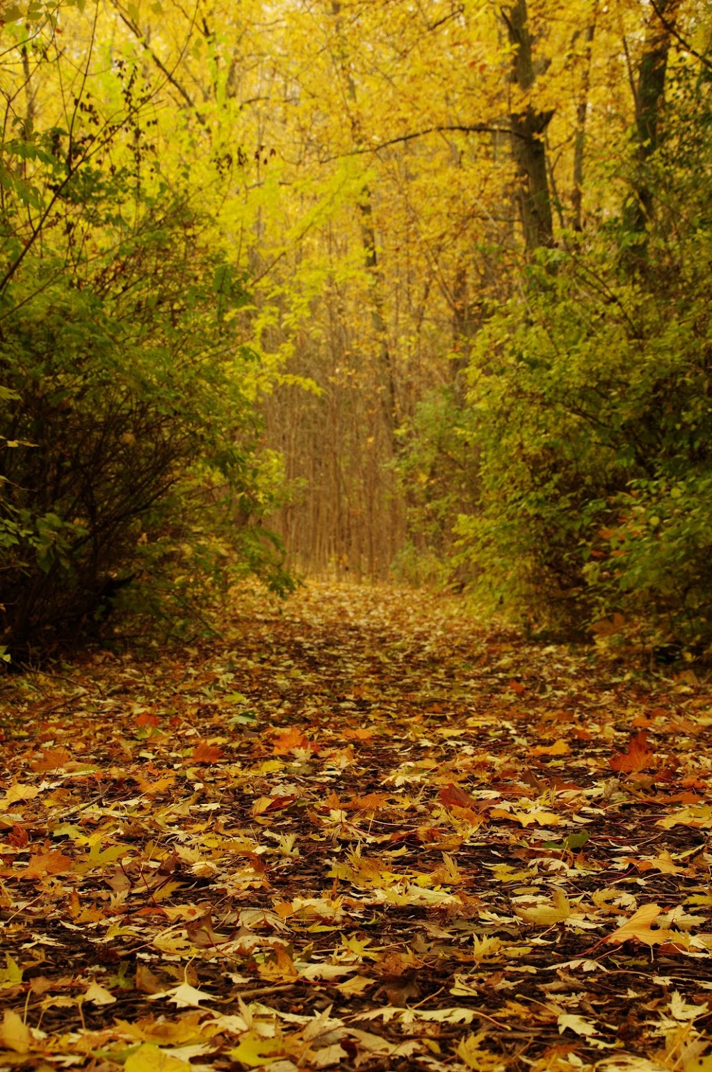 Centennial Forest Park | Milton, ON L9T 5X3, Canada
