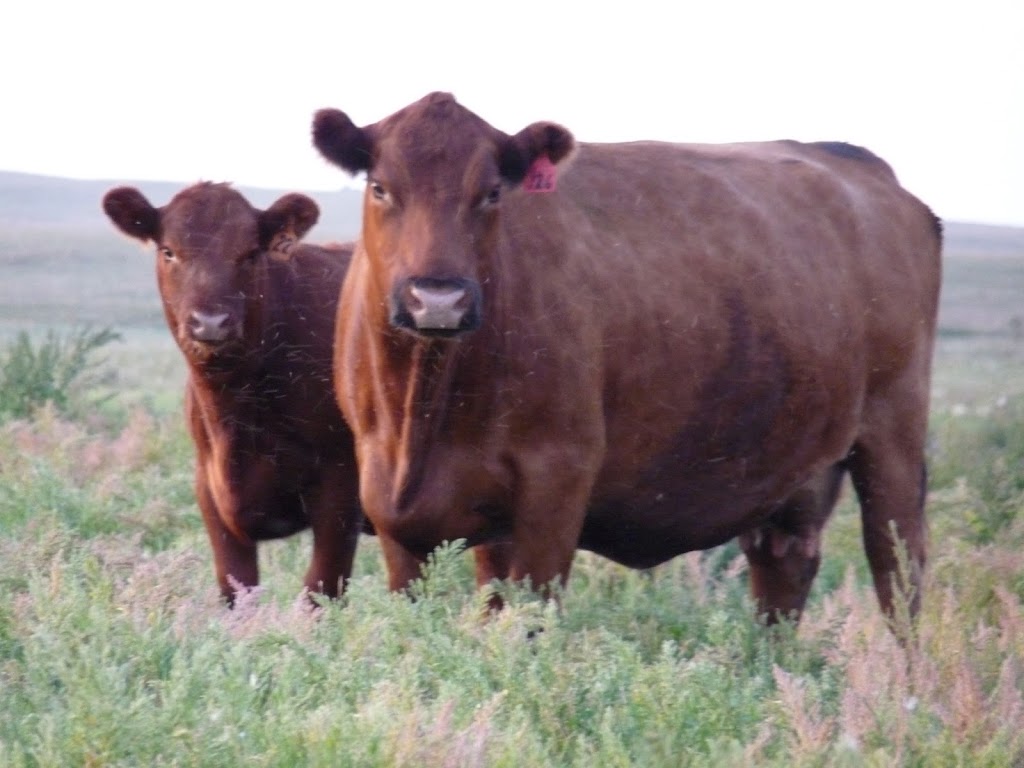 COUNT RIDGE RED ANGUS | 50°4725.0"N 112°2138.6"W 50.790264, -112.360722, Bassano, AB T0J 0B0, Canada | Phone: (403) 641-2205