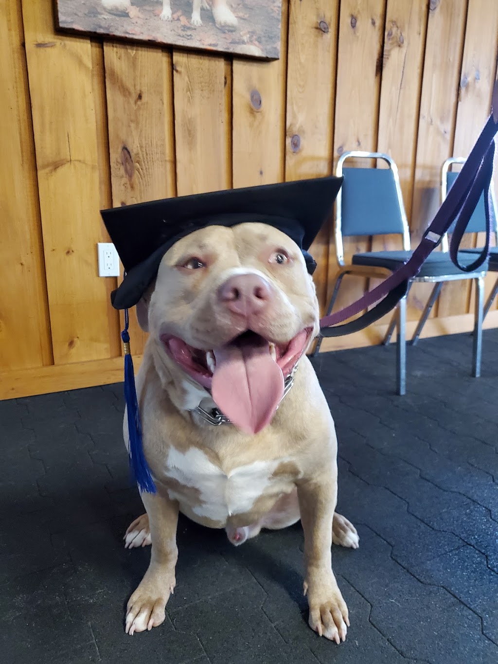 Canine Academy | 10463 Guelph Line, Campbellville, ON L0P 1B0, Canada | Phone: (905) 854-1292