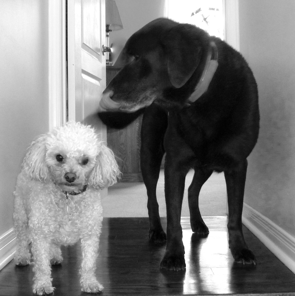VCA Canada Kanata Animal Hospital | 440 Hazeldean Rd, Kanata, ON K2L 1V2, Canada | Phone: (613) 836-2848