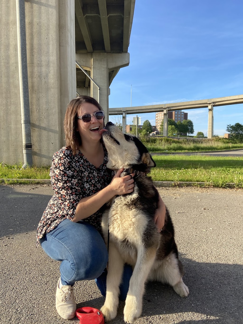 NovaMal Alaskan Malamutes | 12 Atlantic View Dr, Lawrencetown, NS B2Z 1R4, Canada | Phone: (902) 441-1981