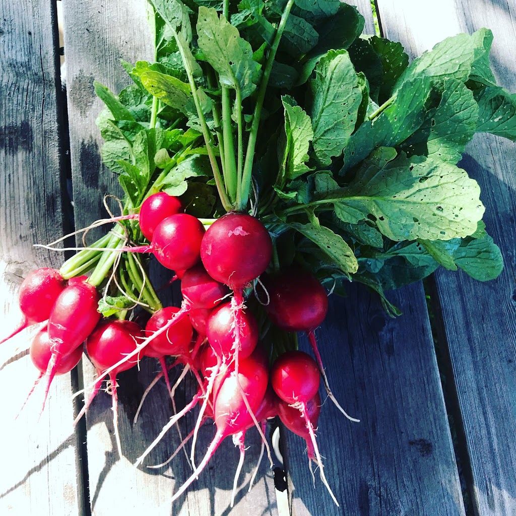 lil Green Urban Farm | 512 Thornhill Dr NW, Calgary, AB T2K 2R7, Canada | Phone: (403) 660-2103