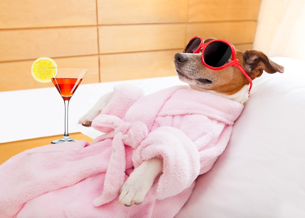 Passion4Pets Grooming Boutique | 46 King Ave E, Newcastle, ON L1B 1H6, Canada | Phone: (905) 440-5732