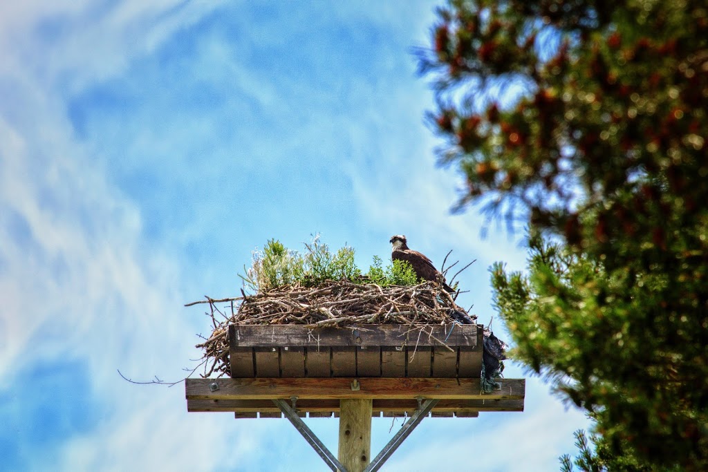 Osprey Nest | Brendas Rd, Nestleton Station, ON L0B 1L0, Canada