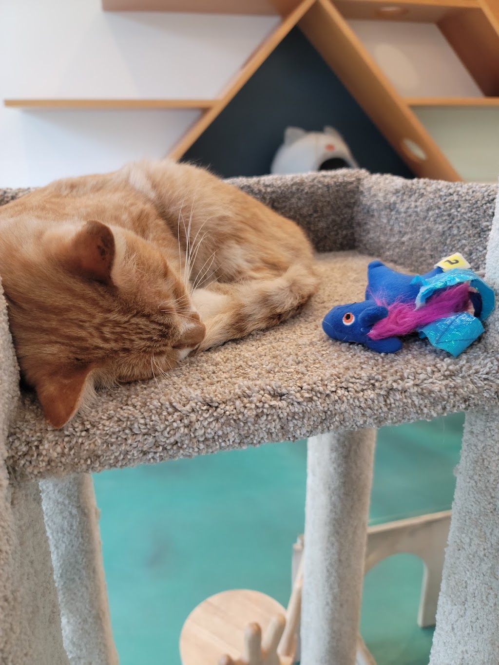 Regal Cat Cafe | 303 10 St NW, Calgary, AB T2N 1V8, Canada | Phone: (403) 455-2287