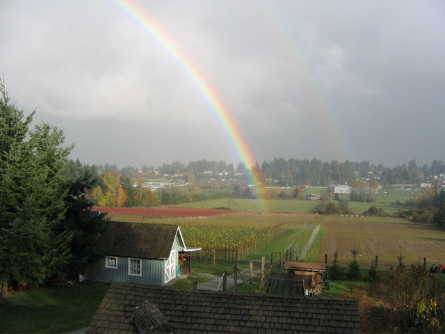 Symphony Vineyard | 6409 Oldfield Rd, Saanichton, BC V8M 1X8, Canada | Phone: (250) 208-8784