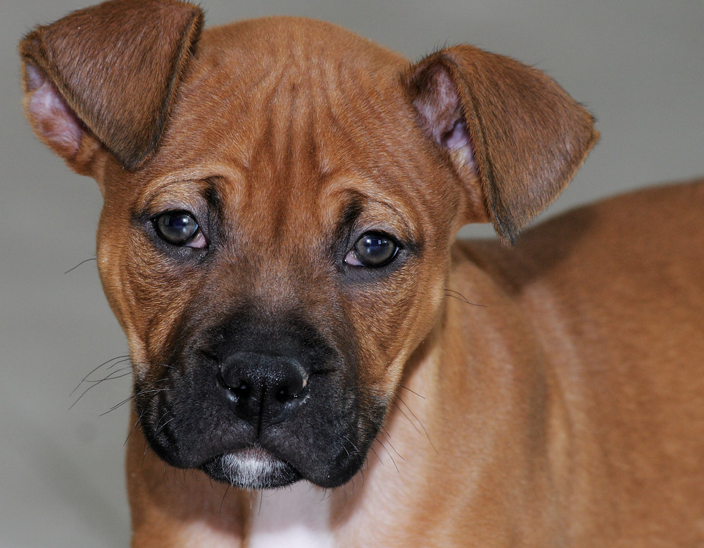 Plateau Veterinary Hospital | 147 Boulevard dEurope, Gatineau, QC J9J 0N3, Canada | Phone: (819) 775-9958