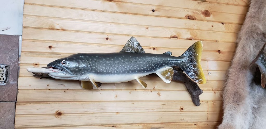 Striga Taxidermy | Mayfair, SK S0M 1S0, Canada | Phone: (306) 240-8028