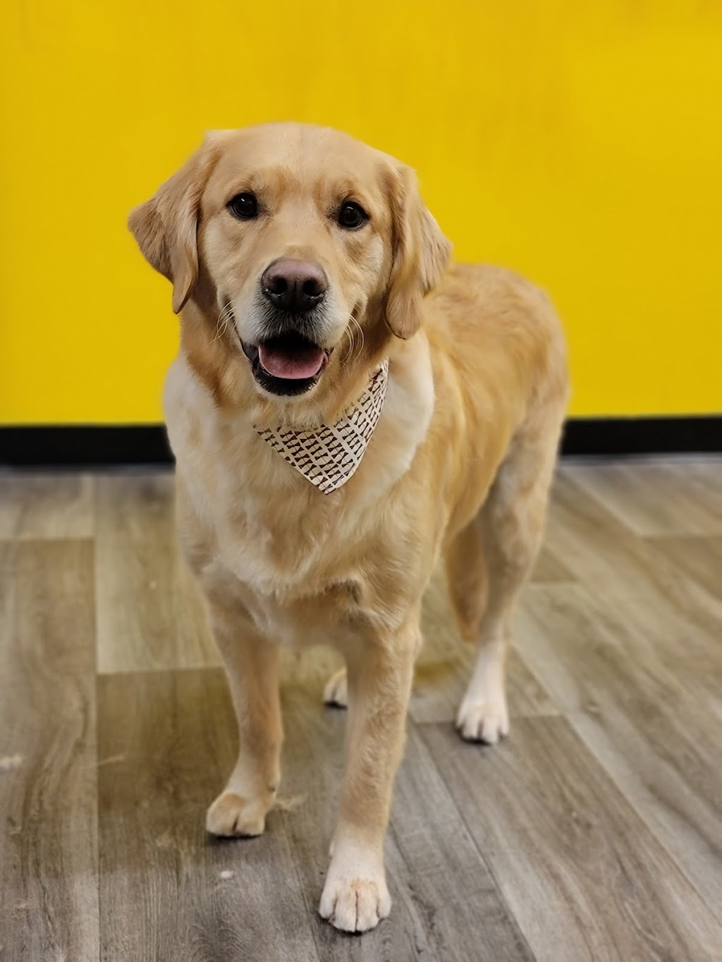 Wizard of Paws | 7 James St, Georgetown, ON L7G 2H2, Canada | Phone: (289) 428-0127