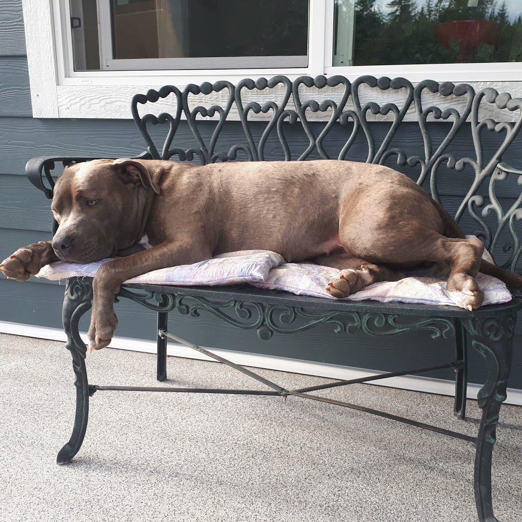 Doggy Day Care | 2801 Squilax-Anglemont Rd, Lee Creek, BC V0E 1M4, Canada | Phone: (587) 783-4325