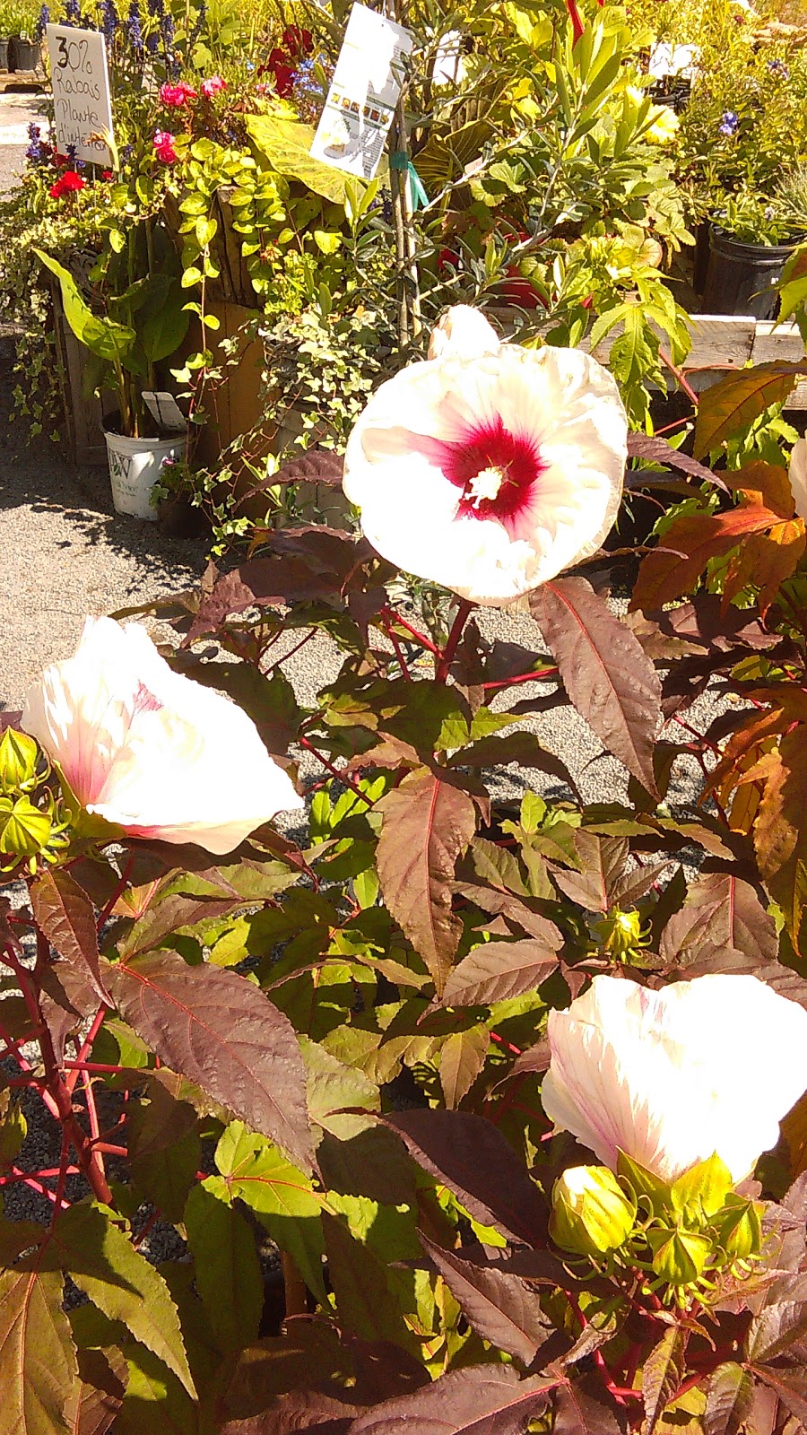 Perennials The Valley | 1960 Chemin New Erin, Godmanchester, QC J0S 1H0, Canada | Phone: (450) 801-8165