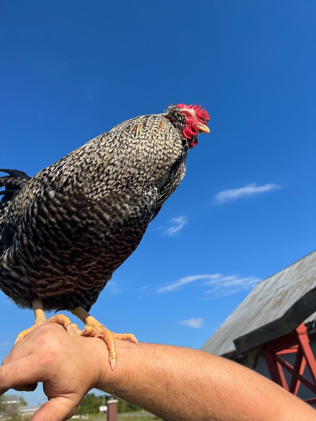 FitKitty Farm | 756 County Rd 35, Campbellford, ON K0L 1L0, Canada | Phone: (705) 768-6663