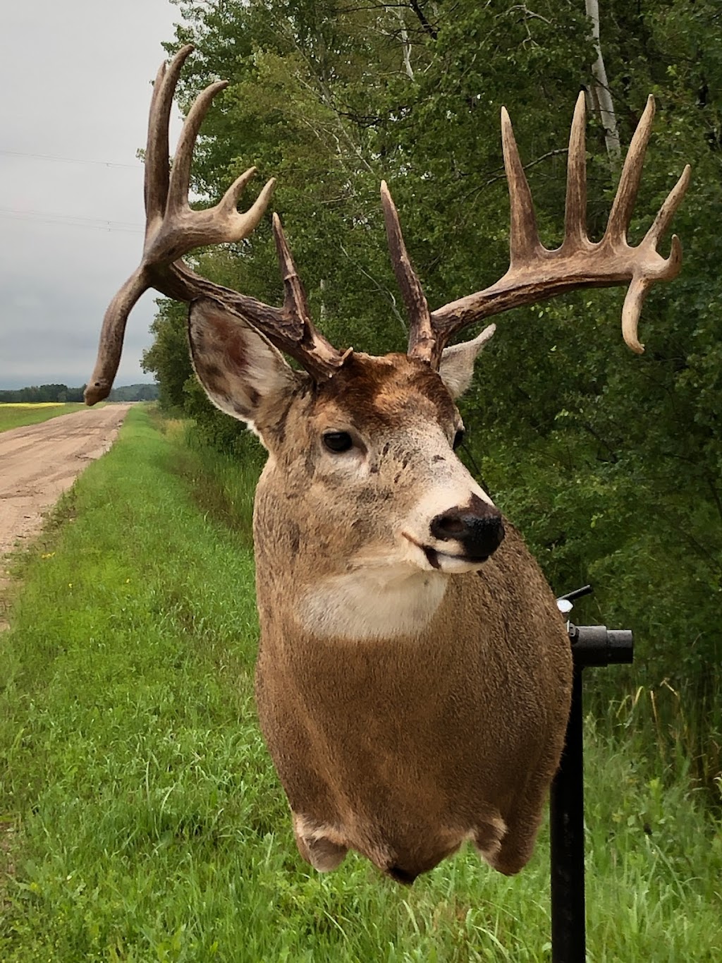 Pine View Taxidermy | Rd 32N #43044, La Broquerie, MB R0A 0W0, Canada | Phone: (204) 392-2485