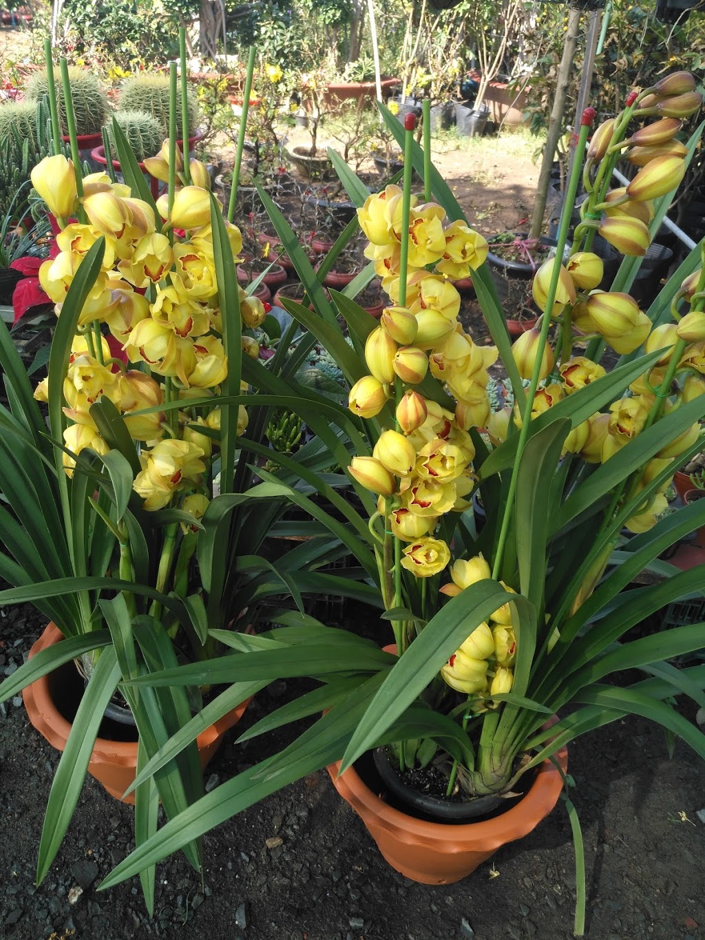 Thomas Greenhouses | 9633 Morning Glory Rd, Pefferlaw, ON L0E 1N0, Canada | Phone: (705) 437-2396