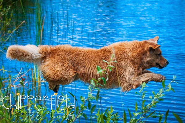 Wet Noses | 223042 AB-24, Carseland, AB T0J 0M0, Canada | Phone: (403) 901-2120