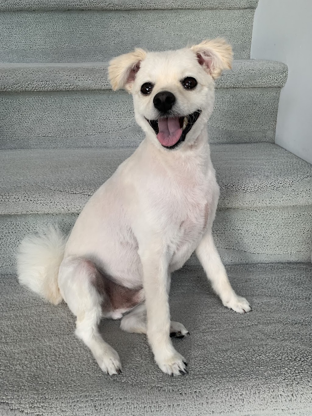 Tatianas Dog Grooming | 332 Park W Dr, Winnipeg, MB R3Y 0V8, Canada | Phone: (204) 881-2724