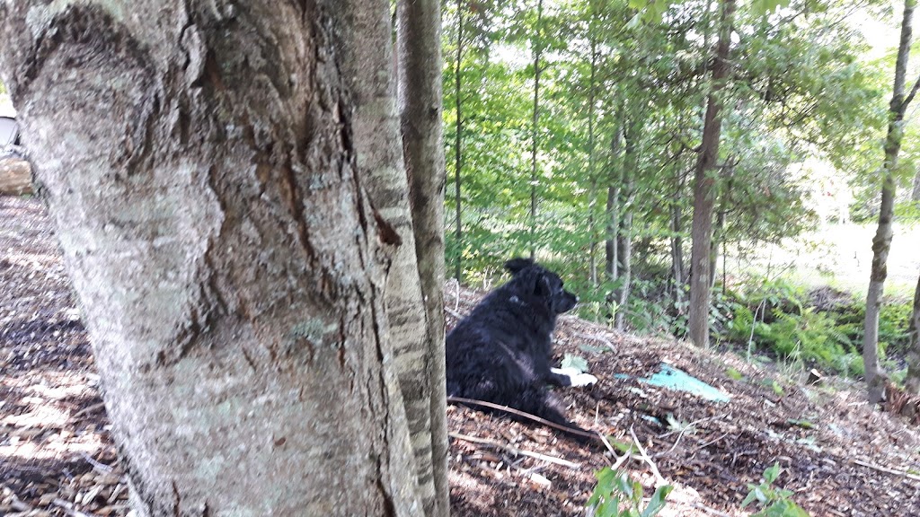 Camp K97 | 97 Shady Maple Ln, Bancroft, ON K0L 1C0, Canada | Phone: (613) 332-3359