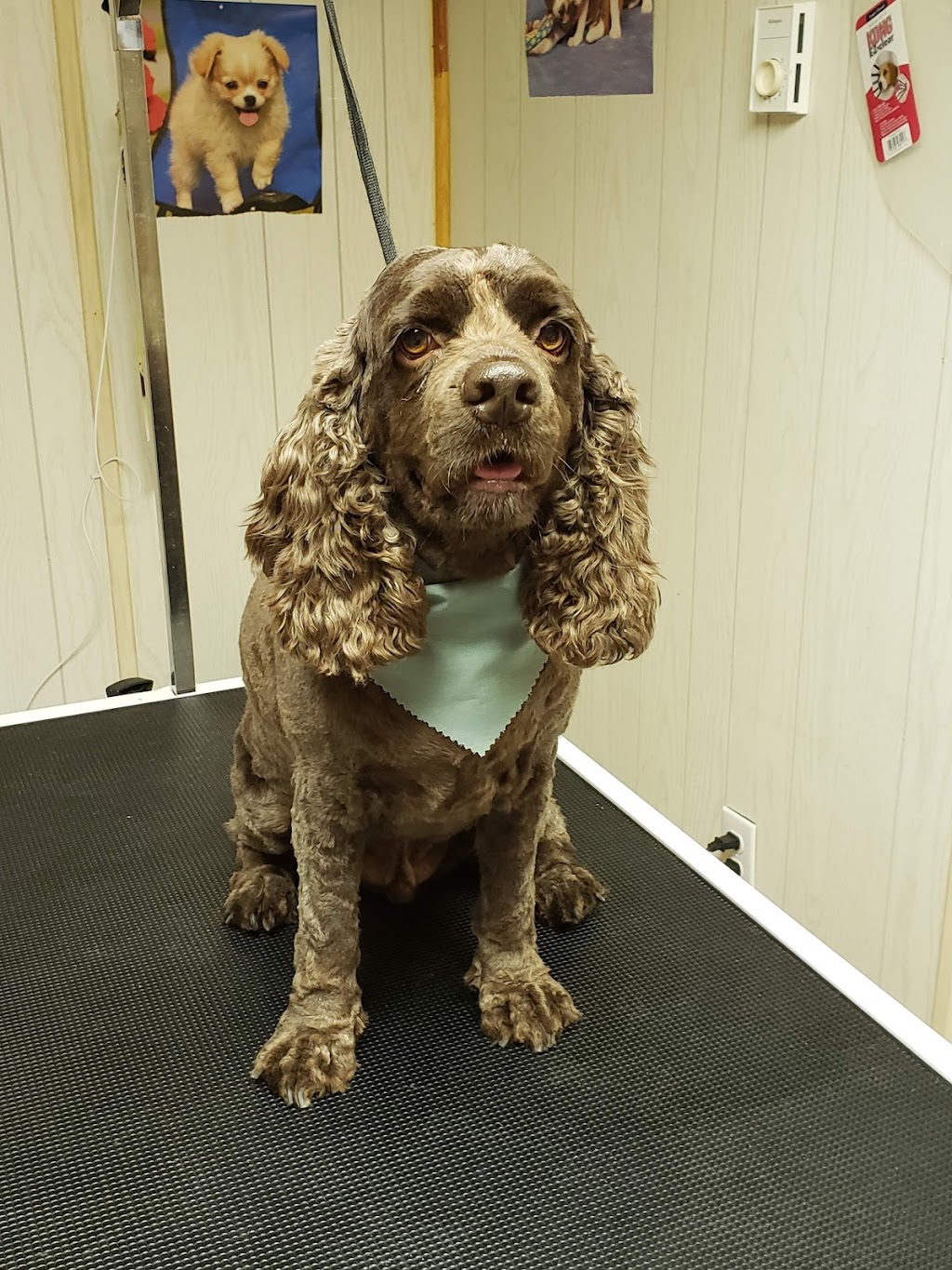Classic K-9 Cuts | 5308 Route 895, Colpitts Settlement, NB E4J 2Z4, Canada | Phone: (506) 850-6721