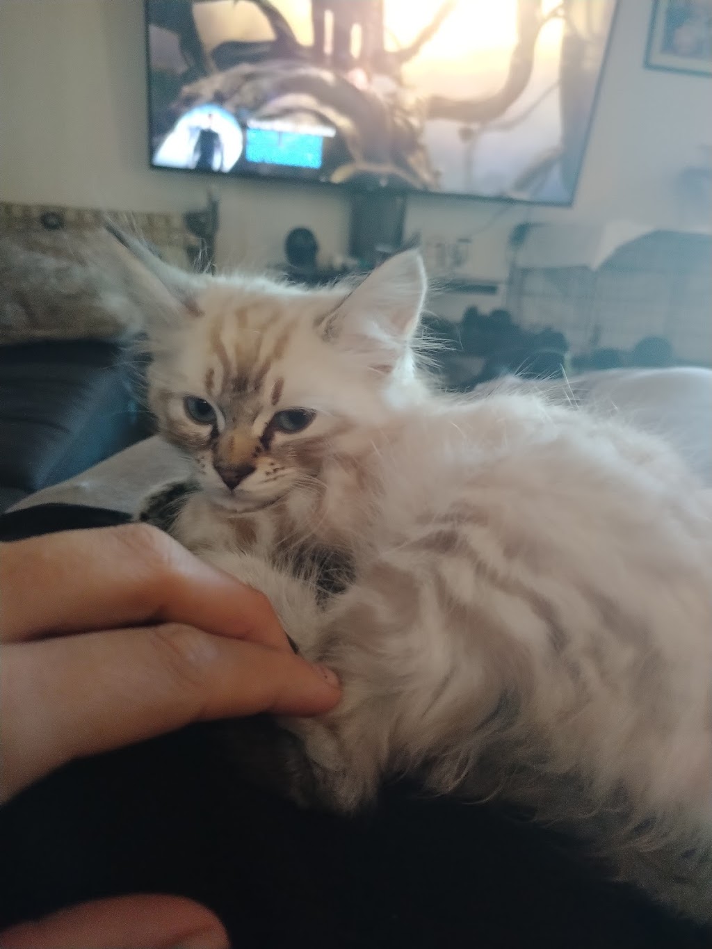 Chatterie La ferme au lynx | 769 Rang 8 E, LAvenir, QC J0C 1B0, Canada | Phone: (450) 760-1718