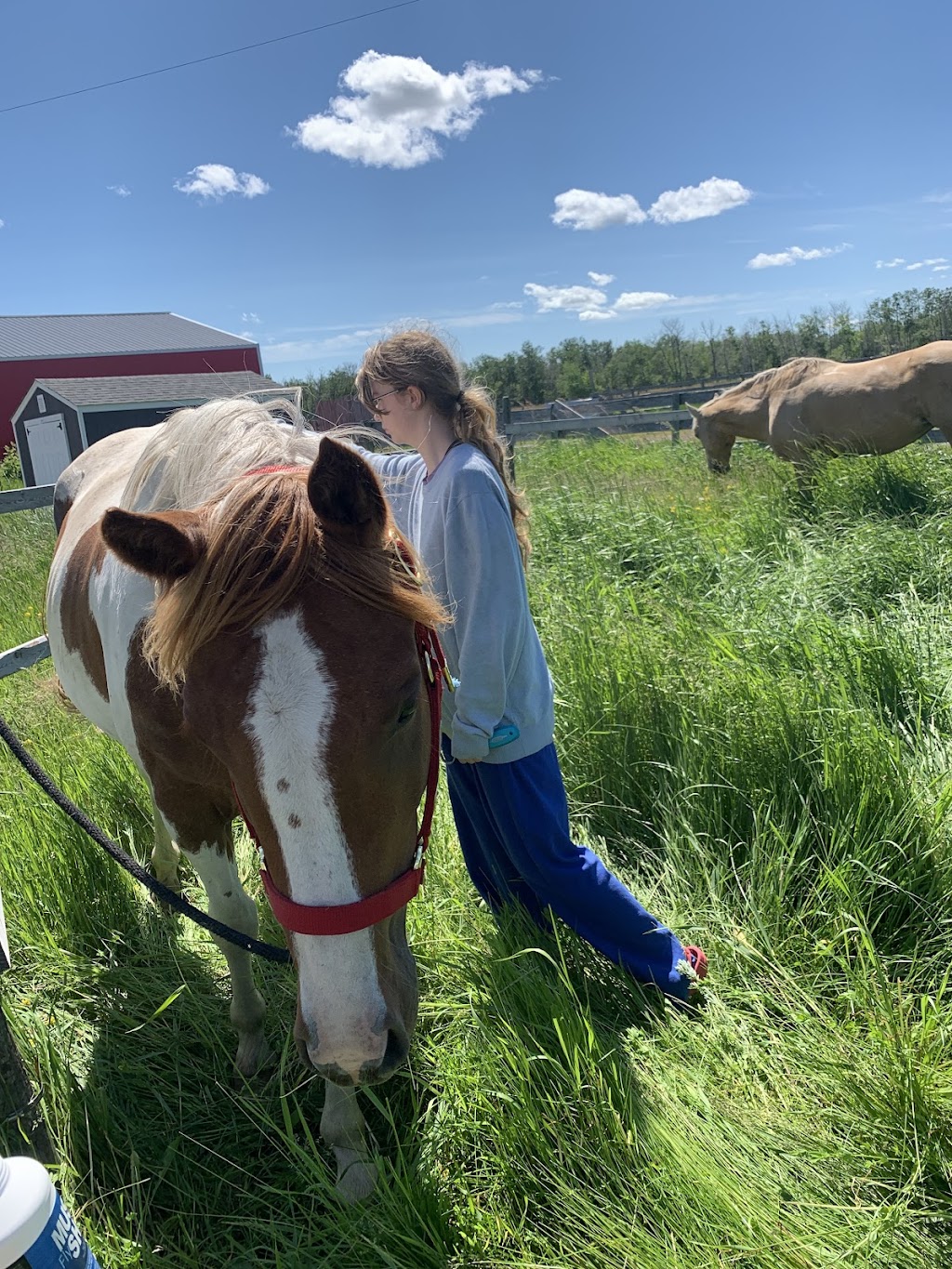 Cousins Corral | Rd 130, Eriksdale, MB R0C 0W0, Canada | Phone: (204) 981-0986