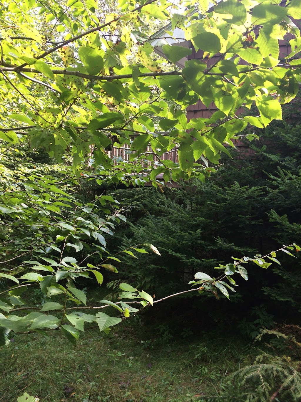 Sean Ashe Forestry | 1940 NS-211, Sherbrooke, NS B0J 3C0, Canada | Phone: (902) 318-0066