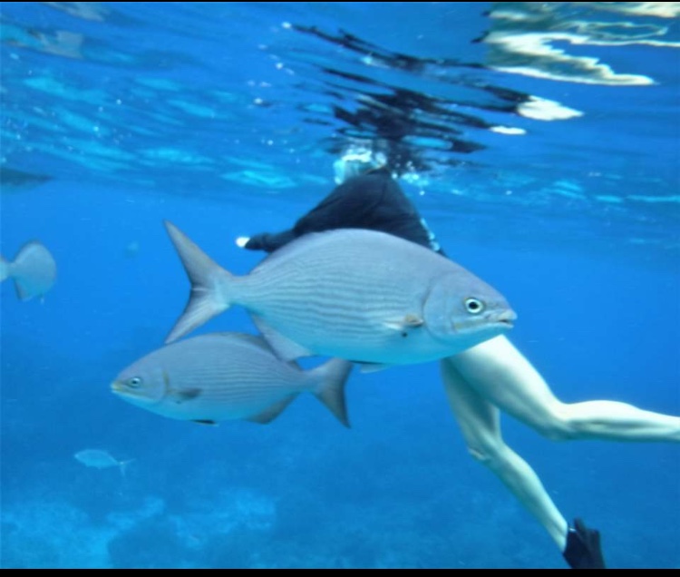 Bobs Scuba Shop | 220 1/2 Kenilworth Ave N, Hamilton, ON L8H 4S2, Canada | Phone: (905) 549-1043