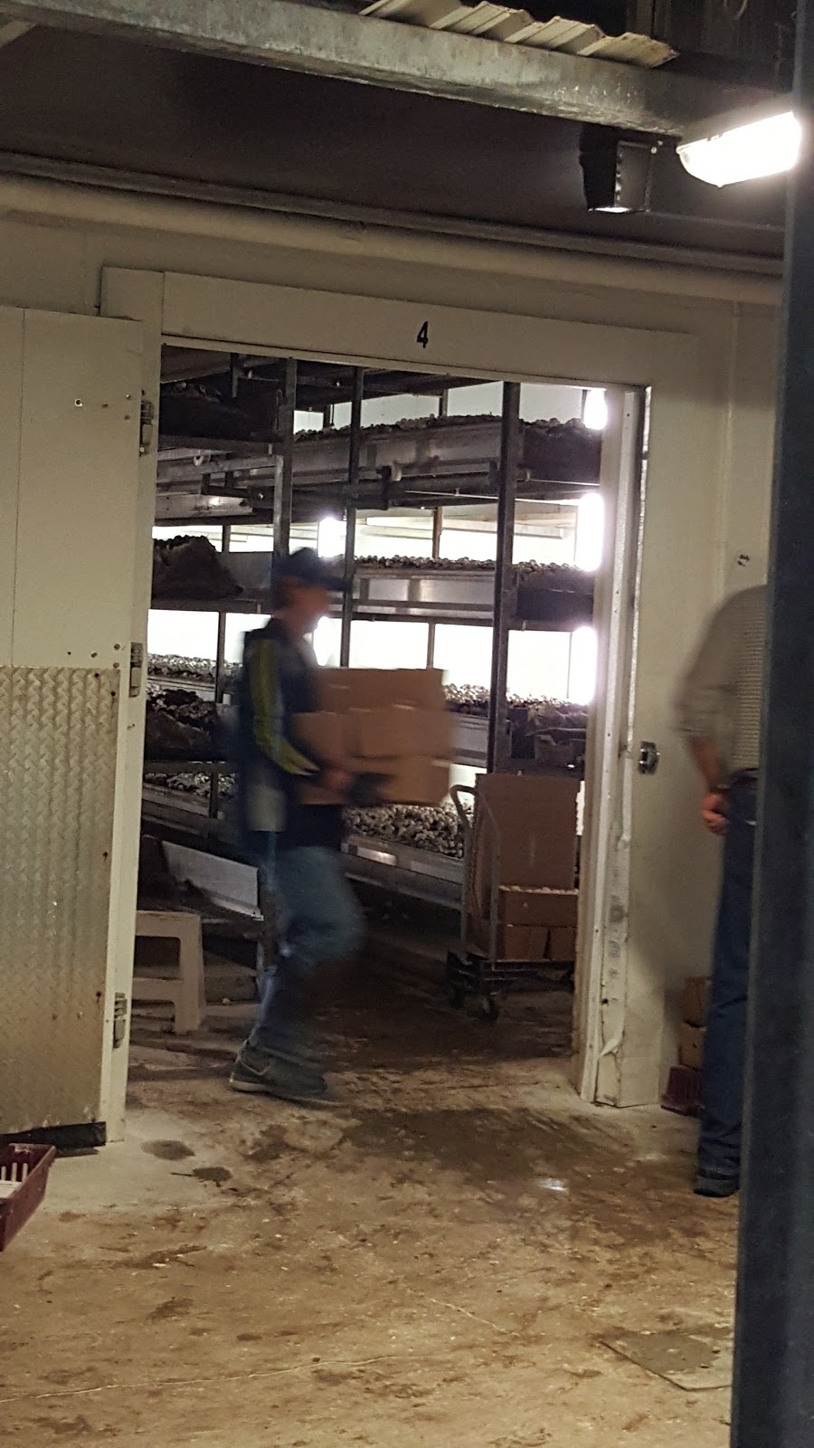 Sharon Mushroom Farm | 20744 Kennedy Rd, Sharon, ON L0G 1V0, Canada | Phone: (905) 473-3953