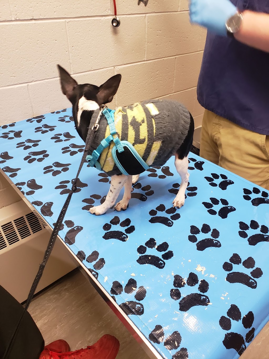 Macleod Trail Animal Hospital | 8910 Macleod Trail SE, Calgary, AB T2H 0M4, Canada | Phone: (403) 255-1168