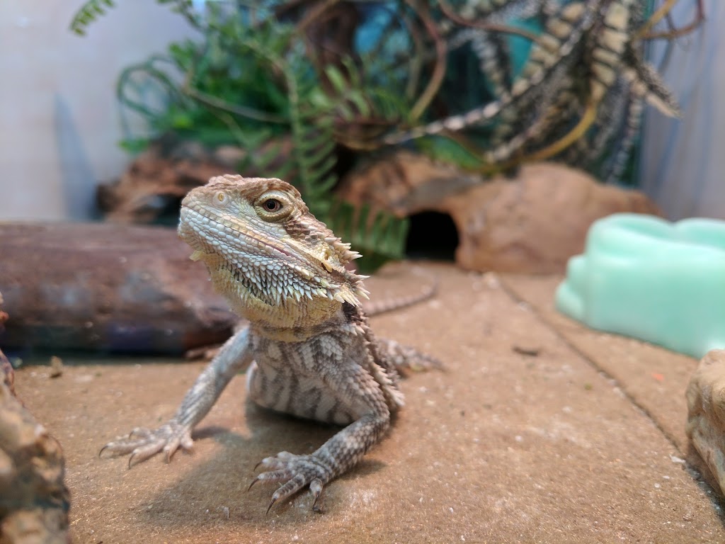 Critters & Things | 11 Commonwealth Ave, Mount Pearl, NL A1N 1W4, Canada | Phone: (709) 368-8660