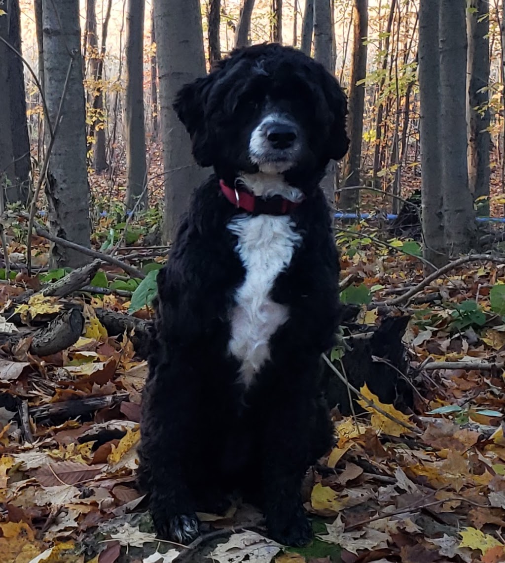 Keeva Bay Regd Portuguese Water Dogs | 3 Rhine Meadow Rd, Heidelberg, ON N0B 2M1, Canada | Phone: (519) 699-4770