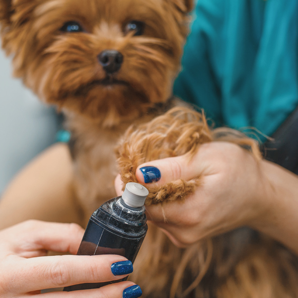 Popn Paws Doggy Spa | 1628 Agassiz-Rosedale Hwy, Agassiz, BC V0M 1A3, Canada | Phone: (672) 975-6456