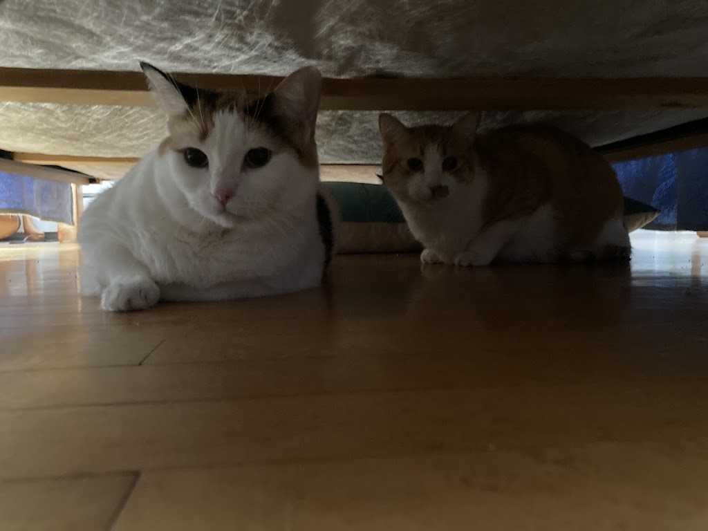 Manotick Cat Boarding | S Island Park Dr, Ottawa, ON K4M 1J2, Canada | Phone: (613) 807-7597