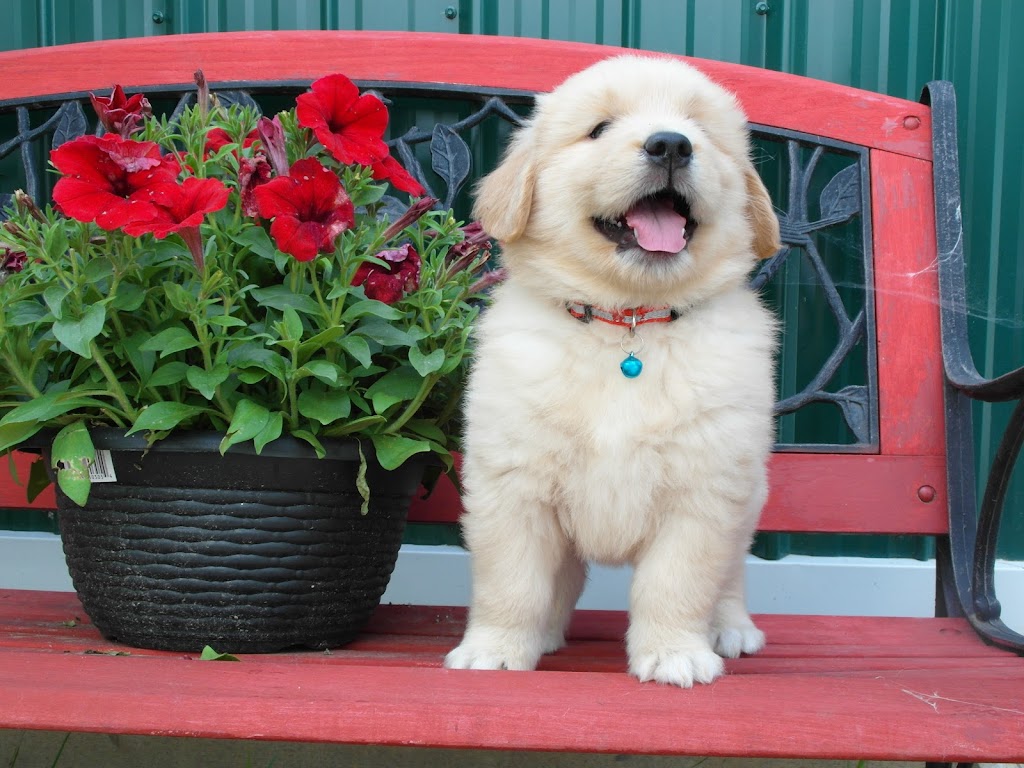 Hyjak Goldens | 2630 9/10 Sideroad, New Lowell, ON L0M 1N0, Canada | Phone: (705) 440-7876
