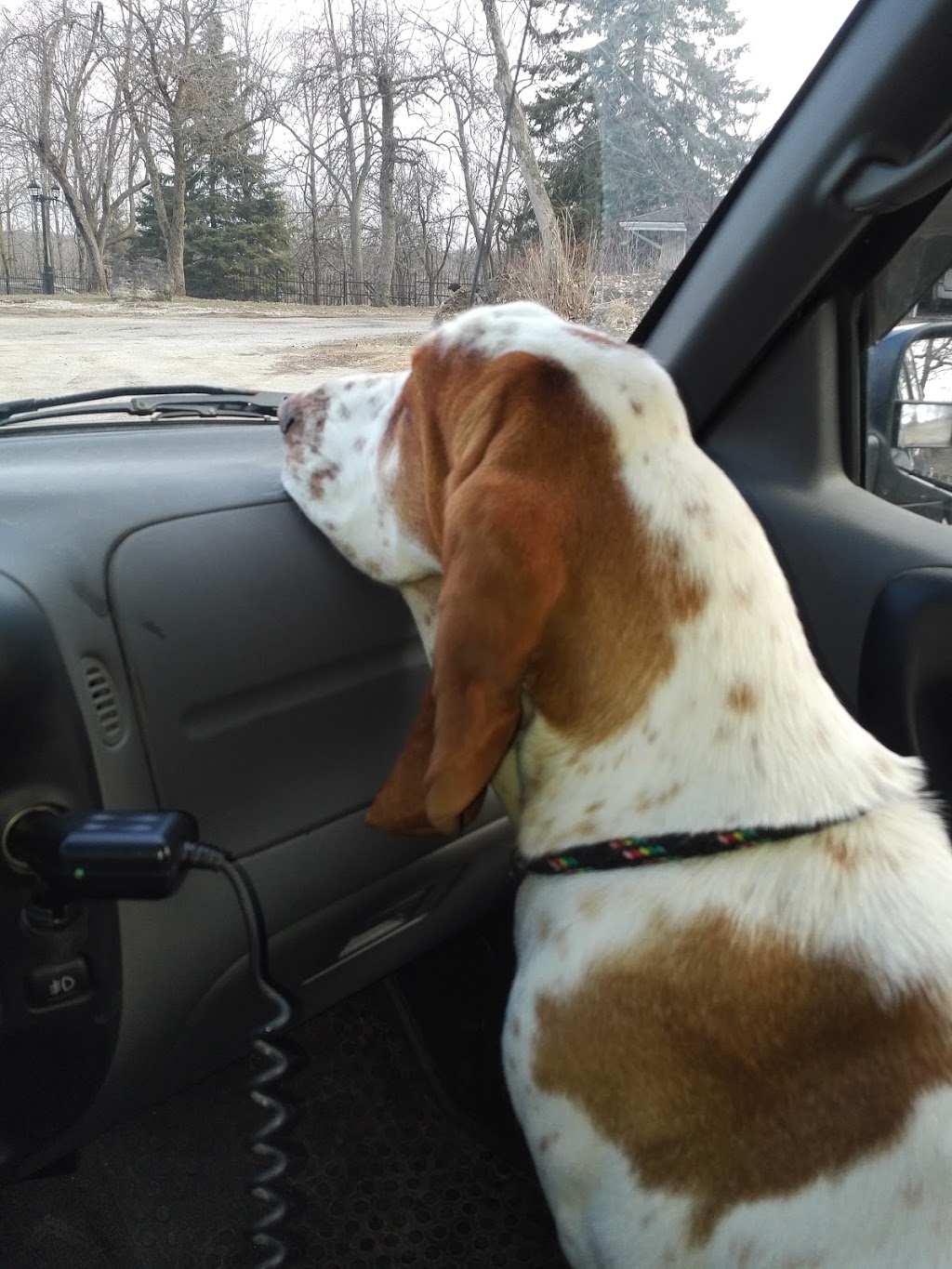 Canine Academy | 10463 Guelph Line, Campbellville, ON L0P 1B0, Canada | Phone: (905) 854-1292