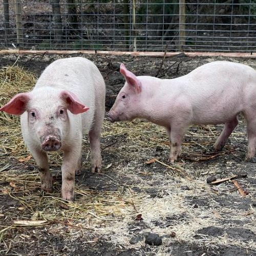 The TK Farm | 7589 Yale Rd, 100 Mile House, BC V0K 2E2, Canada | Phone: (778) 888-9094